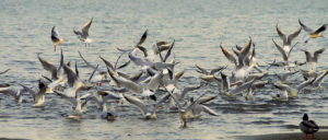 natuurfotografie-natuurvakantie-hongarije-03